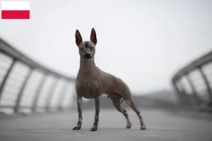 Scopri di più sull'articolo Allevatore di cani senza pelo peruviani e cuccioli in Polonia