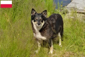 Scopri di più sull'articolo Allevatore di cani da renna lapponi e cuccioli in Polonia