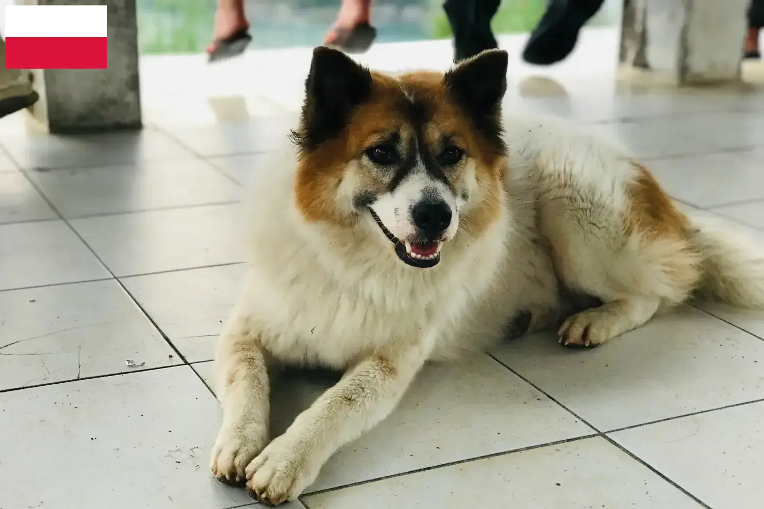Cuccioli di cane Thai Bangkaew e allevatori Polonia Qui è possibile trovare allevatori di cani Thai Bangkaew in Polonia.