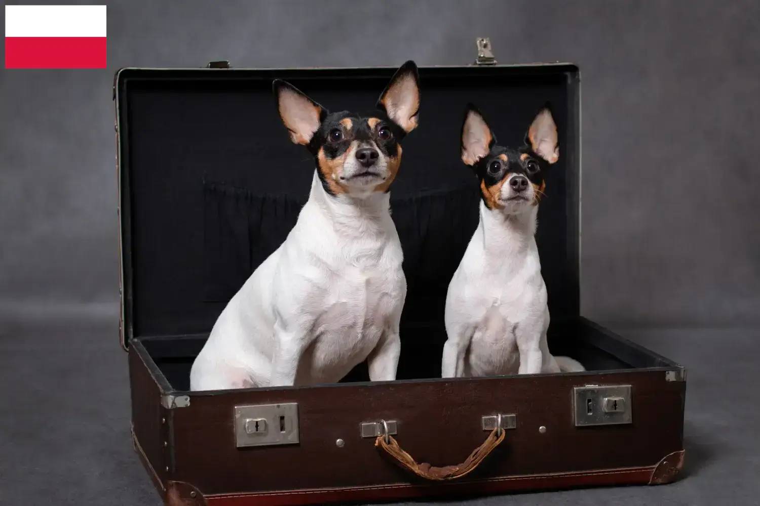 Cuccioli di American Toy Terrier e allevamenti Polonia Trova qui gli allevatori di American Toy Terrier in Polonia.