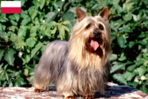 Scopri di più sull'articolo Allevatori di Australian Silky Terrier e cuccioli in Polonia