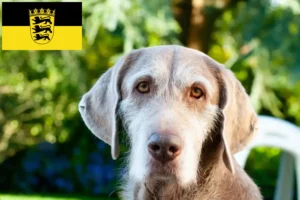 Scopri di più sull'articolo Allevatori e cuccioli di Barba Slovacca in Baden-Württemberg