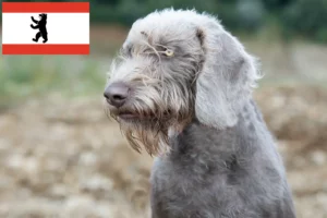 Scopri di più sull'articolo Allevatore di Roughbeard Slovacco e cuccioli a Berlino