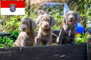 Scopri di più sull'articolo Allevatori di Barbabianca Slovacca e cuccioli in Hesse