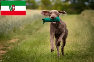 Scopri di più sull'articolo Allevatori di Barbabianca Slovacca e cuccioli in Nord Reno-Westfalia