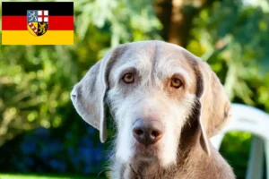 Scopri di più sull'articolo Allevatore di barba ruvida slovacca e cuccioli in Saarland