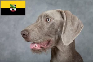 Scopri di più sull'articolo Allevatori di Barbabianca Slovacca e cuccioli in Sassonia-Anhalt