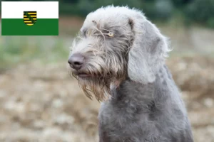 Scopri di più sull'articolo Allevatori di Barbabianca Slovacca e cuccioli in Sassonia