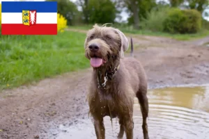 Scopri di più sull'articolo Allevatori e cuccioli di Barbabianca Slovacca in Schleswig-Holstein