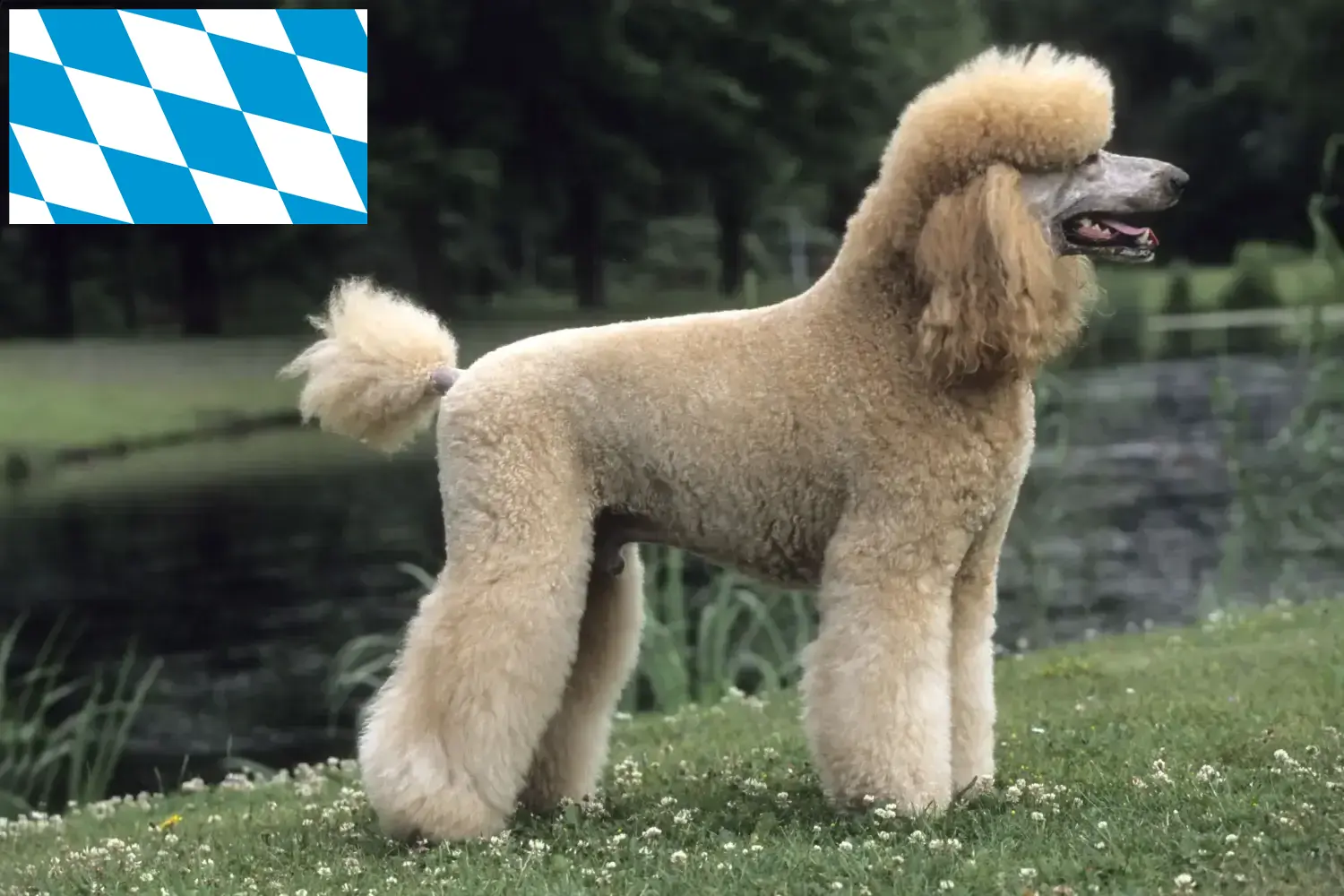Cuccioli di barboncino e allevatori Bavaria Qui potete trovare allevatori di Barboncini in Baviera.