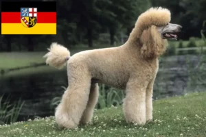 Scopri di più sull'articolo Allevatori di Barboncini e cuccioli in Saarland
