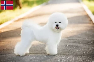 Scopri di più sull'articolo Allevatori di Bichon Frisé e cuccioli in Norvegia