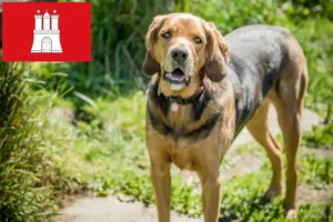 Scopri di più sull'articolo Allevatori di Bracke polacchi e cuccioli a Amburgo