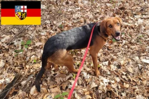 Scopri di più sull'articolo Allevatori di Bracke polacchi e cuccioli in Saarland