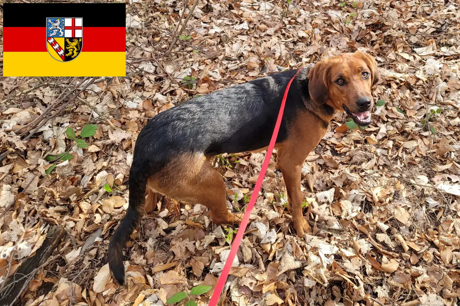Scopri di più sull'articolo Allevatori di Bracke polacchi e cuccioli in Saarland