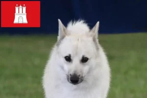 Scopri di più sull'articolo Allevatore di Buhund Norvegese e cuccioli ad Amburgo