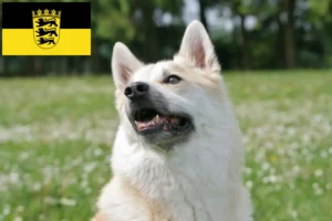 Scopri di più sull'articolo Allevatori di Buhund Norvegese e cuccioli in Baden-Württemberg