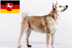 Scopri di più sull'articolo Allevatori e cuccioli di Buhund norvegese in Bassa Sassonia
