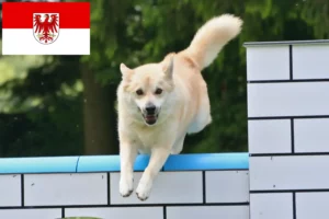 Scopri di più sull'articolo Allevatori di Buhund Norvegese e cuccioli a Brandeburgo