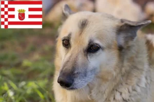 Scopri di più sull'articolo Allevatore di Buhund norvegese e cuccioli a Brema