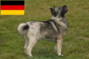 Scopri di più sull'articolo Allevatori di Buhund Norvegese e cuccioli in Germania