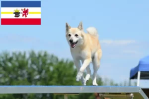 Scopri di più sull'articolo Allevatori di Buhund Norvegese e cuccioli in Meclemburgo-Pomerania Anteriore