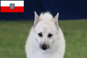 Scopri di più sull'articolo Allevatore di Buhund Norvegese e cuccioli in Turingia