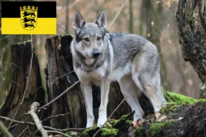 Scopri di più sull'articolo Allevatori di cani lupo cecoslovacchi e cuccioli in Baden-Württemberg