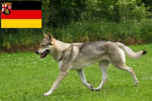 Scopri di più sull'articolo Allevatori di cani lupo cecoslovacchi e cuccioli in Renania-Palatinato