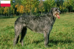 Scopri di più sull'articolo Allevatori e cuccioli di Irish Wolfhound in Polonia