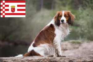 Scopri di più sull'articolo Allevatori e cuccioli di Kooikerhondje olandese a Brema