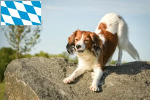 Scopri di più sull'articolo Allevatori e cuccioli di Kooikerhondje olandese in Baviera