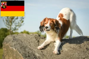 Scopri di più sull'articolo Allevatori di Kooikerhondje olandesi e cuccioli in Renania-Palatinato