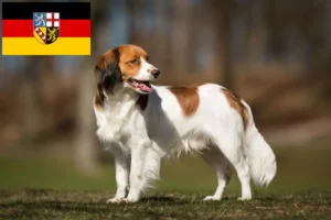 Scopri di più sull'articolo Allevatori di Kooikerhondje olandese e cuccioli in Saarland