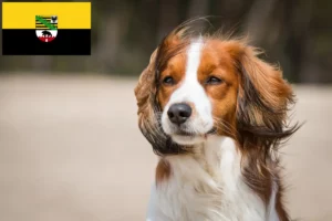 Scopri di più sull'articolo Allevatori e cuccioli di Kooikerhondje olandese in Sassonia-Anhalt