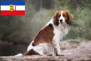 Scopri di più sull'articolo Allevatori e cuccioli di Kooikerhondje olandese in Schleswig-Holstein