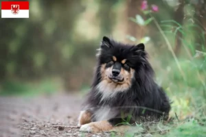 Scopri di più sull'articolo Allevatori di Lapphund Finlandese e cuccioli a Brandeburgo