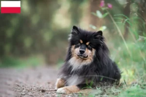 Scopri di più sull'articolo Allevatori di Lapphund finlandese e cuccioli in Polonia