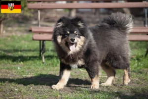 Scopri di più sull'articolo Allevatori di Lapphund finlandese e cuccioli in Saarland