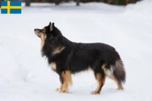 Scopri di più sull'articolo Allevatori di Lapphund finlandese e cuccioli in Svezia