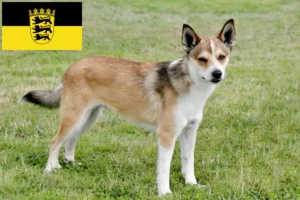 Scopri di più sull'articolo Allevatori di Lundehund Norvegesi e cuccioli in Baden-Württemberg