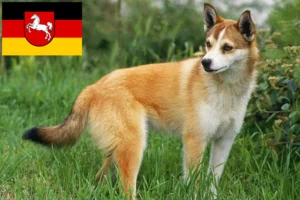 Scopri di più sull'articolo Allevatori e cuccioli di Lundehund norvegese in Bassa Sassonia