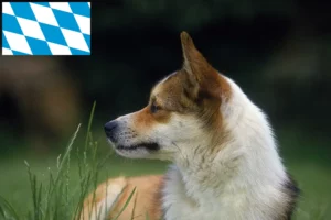 Scopri di più sull'articolo Allevatori e cuccioli di Lundehund norvegese in Baviera