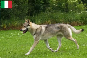 Scopri di più sull'articolo Allevatori di cani lupo cecoslovacchi e cuccioli in Italia