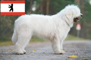 Scopri di più sull'articolo Allevatore di Ovtcharka del Sud e cuccioli a Berlino