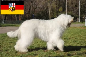Scopri di più sull'articolo Allevatore di Ovtcharka del Sud e cuccioli in Saarland