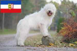 Scopri di più sull'articolo Allevatore di Ovtcharka del Sud e cuccioli in Schleswig-Holstein