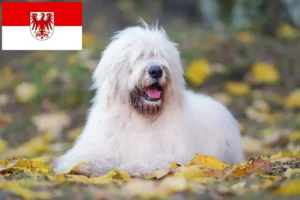 Scopri di più sull'articolo Allevatore di Ovtcharka del Sud e cuccioli in Brandeburgo