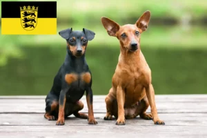 Scopri di più sull'articolo Allevatori di Pinscher Miniatura e cuccioli in Baden-Württemberg