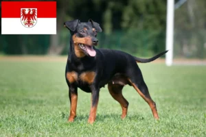 Scopri di più sull'articolo Allevatori di Pinscher in miniatura e cuccioli a Brandeburgo